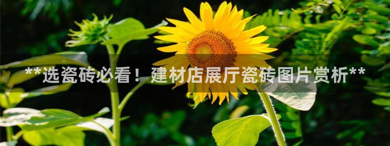 杏鑫平台代理怎么做的